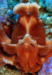 well, look closely as he had a bad hair day! by Andrew Macleod 